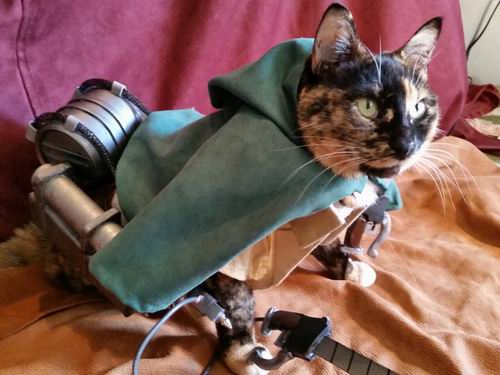 Ereneko cosplay cat (5)