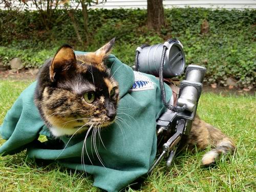 Ereneko cosplay cat (7)
