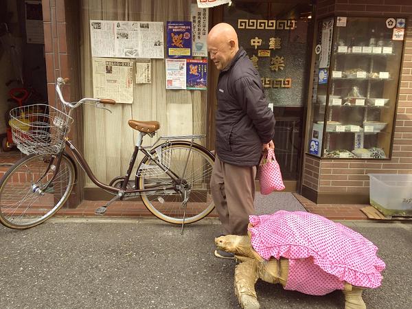 Hewan peliharaan paling santai dan pemiliknya yang sabar terlihat berjalan-jalan di Tokyo