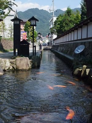 Ikan Koi Hidup Tenang di Sungai Jepang (5)