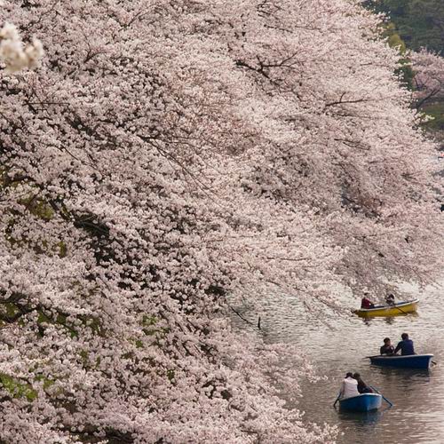Indahnya Musim Semi di Jepang