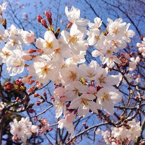 Indahnya Musim Semi di Jepang