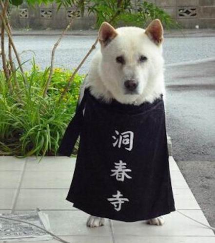 Ini Maru, anjing galak yang jadi biksu kepala di kuil Toshunji