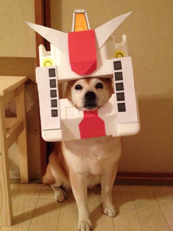 Inilah 11 cosplay yang dilakukan anjing Shiba yang lucu dan imut