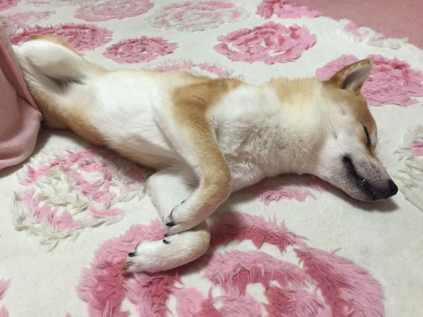 Inilah Cocon, anjing Shiba Inu termalas di dunia