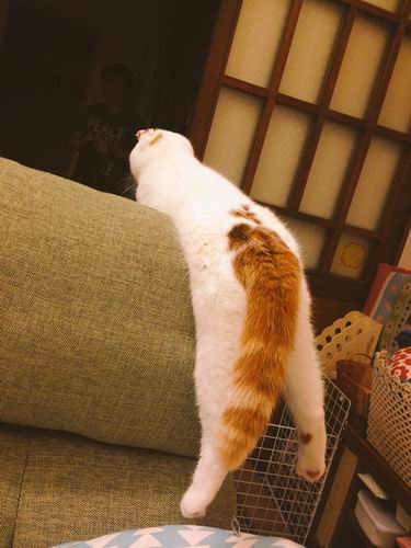 Inilah Tororo, kucing paling lentur dari Jepang
