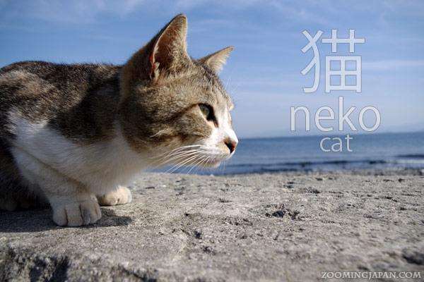 Inilah ekspresi kucing yang lucu dan frase tentang kucing dalam bahasa Jepang