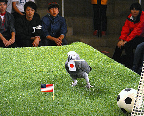 Jepang akan memenangkan final Piala Dunia Wanita, menurut seekor burung parkit