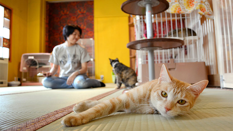 Kafe penampungan kucing dibuka di Tokyo berkat kedermawanan & penggalangan dana