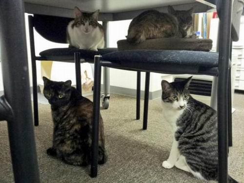Kantor Dipenuhi Kucing Bikin Pegawai Makin Betah dan Bahagia