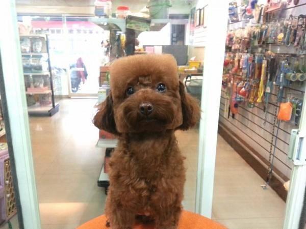 Kawaii! Di Jepang anjing peliharaan dicukur menjadi berbentuk seperti kubus!