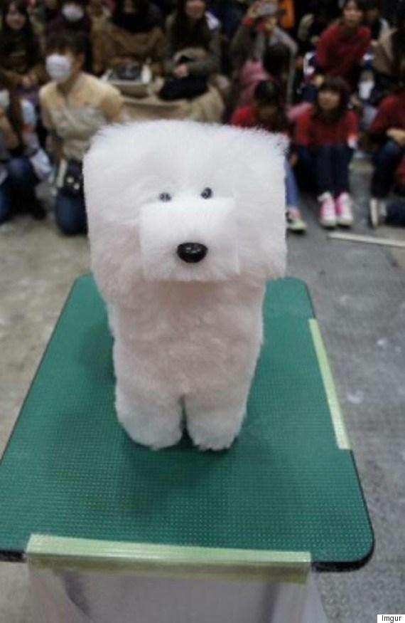 Kawaii! Di Jepang anjing peliharaan dicukur menjadi berbentuk seperti kubus!