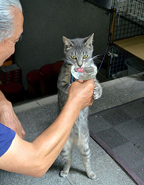 Kawaii! Kucing dari Yamaguchi ini akan berdiri seperti manusia setiap kali ditawari minum!