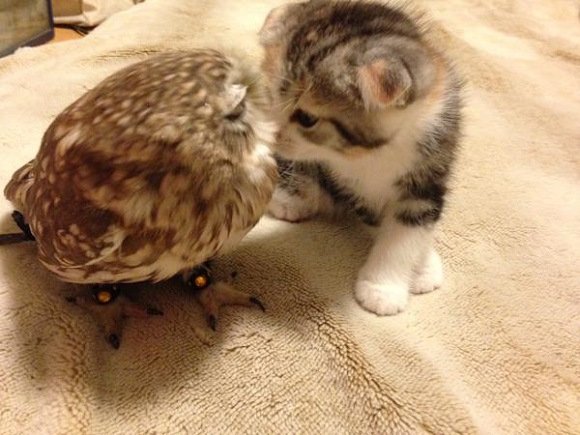 Kawaii! Persahabatan antara burung hantu dan kucing dari Jepang ini sangat menggemaskan! (2)