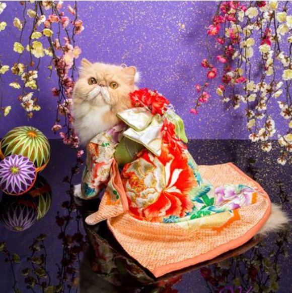 Kawaii! Selamat datang di dunia kucing-kucing yang berpakaian kimono! (2)