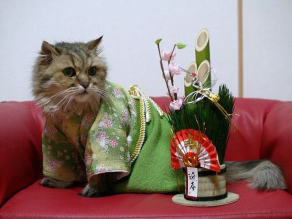 Kawaii! Selamat datang di dunia kucing-kucing yang berpakaian kimono!