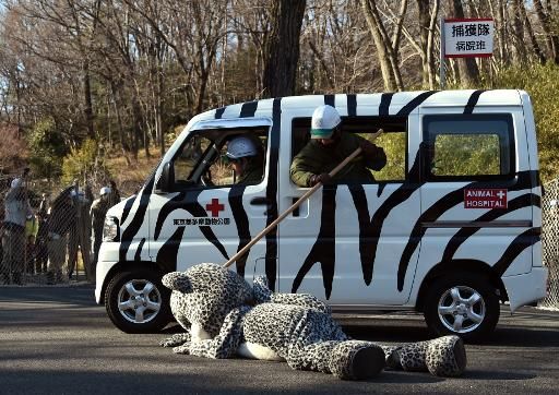 Kebun binatang Tokyo memperagakan macan tutul salju palsu yang melarikan diri