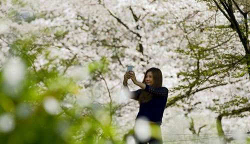 Keindahan Mekarnya Sakura di Ueno Park
