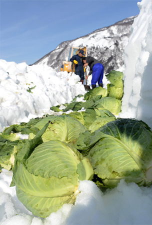 Kubis-kubis yang tertutup salju ini siap panen di Nagano