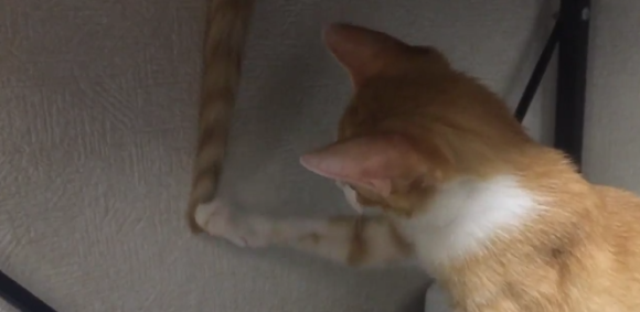 Bosan dengan Mainan, Kucing Jepang ini Memilih Bermain dengan (Ekor) Temannya