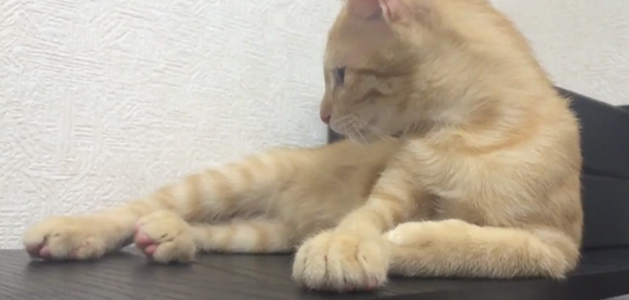 Bosan dengan Mainan, Kucing Jepang ini Memilih Bermain dengan (Ekor) Temannya