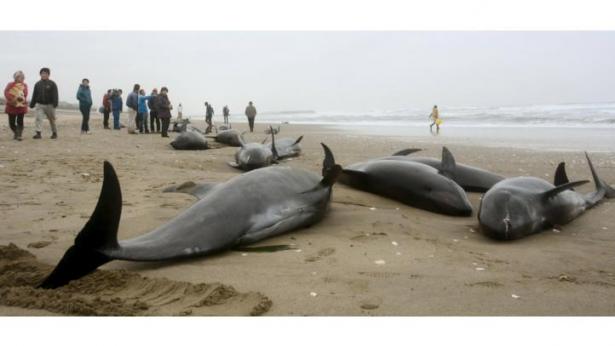 Lebih dari 150 ikan paus terdampar di Jepang memicu ketakutan terhadap gempa