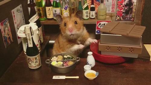 Melihat Ginji si Hamster Imut Yang Akan Membuat Moodmu Ceria (1)