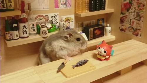 Melihat Ginji si Hamster Imut Yang Akan Membuat Moodmu Ceria (2)