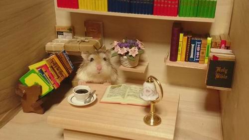 Melihat Ginji si Hamster Imut Yang Akan Membuat Moodmu Ceria (3)