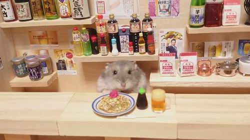 Melihat Ginji si Hamster Imut Yang Akan Membuat Moodmu Ceria (5)