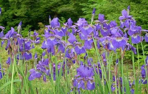 Mengulik Khasiat Herbal Jitu Bunga Iris (1)