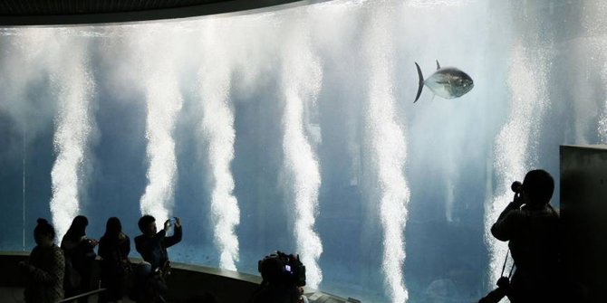 Misteri kematian masal ikan di akuarium Tokyo buat ilmuwan kalut