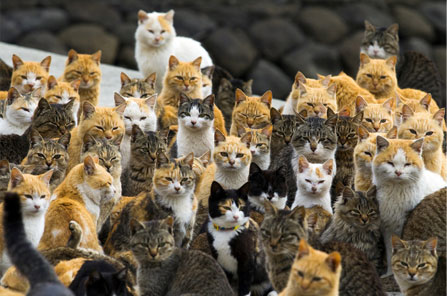 Momen Travelling Terbaik untuk Pecinta Kucing Ada di Jepang