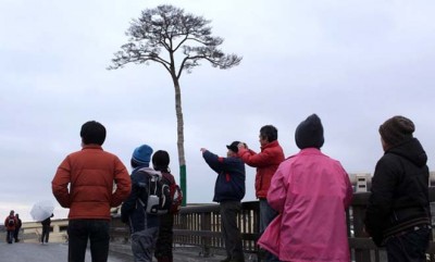 Montblanc Olah Pinus ‘Ajaib’ yang Selamat dari Tsunami Jepang