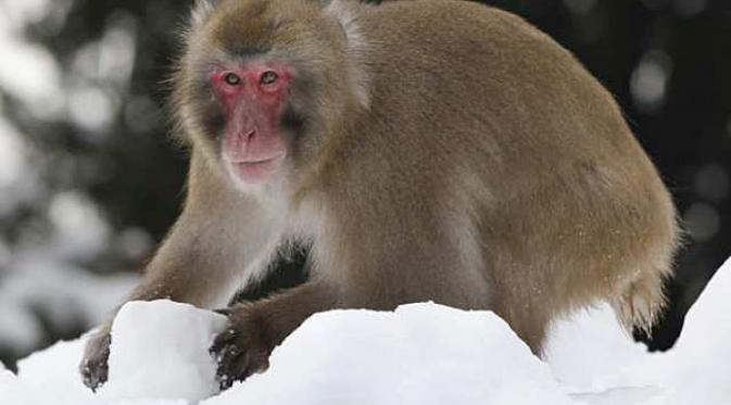 Monyet Jantan Ini Ternyata Paling Tampan di Jepang
