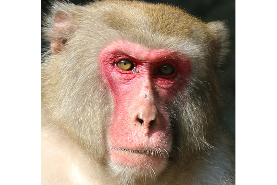 Monyet Jantan Ini Ternyata Paling Tampan di Jepang (2)