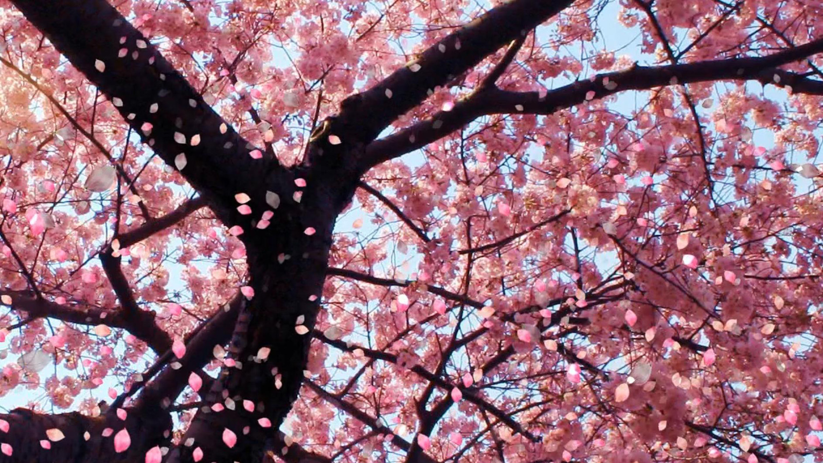 Foto Musim Bunga Sakura Di Jepang Sedot Wisatawan 2