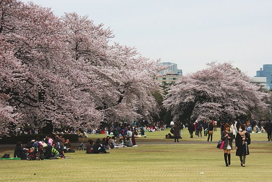 Musim Sakura Dimulai, Ini 5 Tempat Tercantik untuk Melihatnya