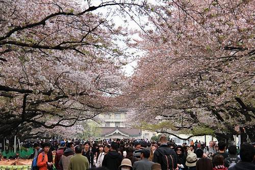 Musim Sakura Dimulai, Ini 5 Tempat Tercantik untuk Melihatnya