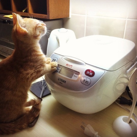 Pakuchi kucing Jepang menyukai rice cooker (2)