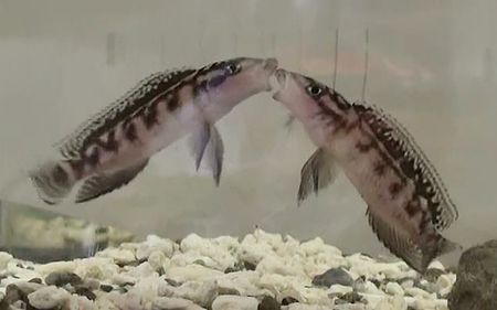 Peneliti Jepang menemukan bahwa ikan bisa berpikir secara logis