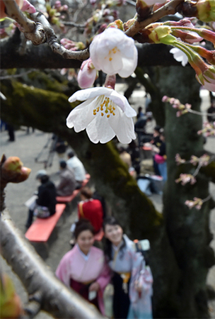 Pohon-pohon sakura mulai mekar di Tokyo, 2 hari lebih awal dari tahun lalu (1)