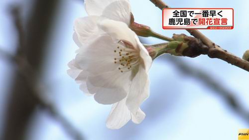 Pohon-pohon sakura mulai mekar di Tokyo, 2 hari lebih awal dari tahun lalu (2)