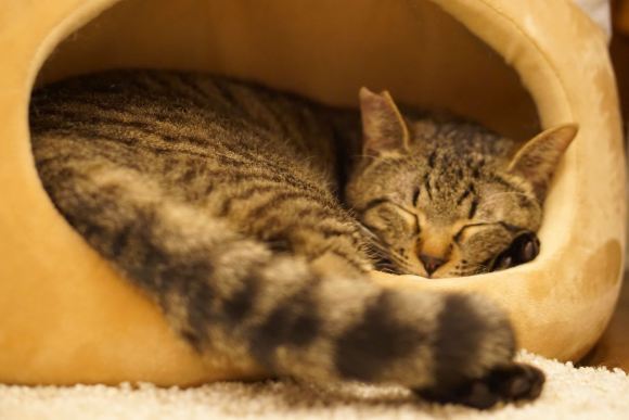 SAVE CAT CAFE, kafe penyelamat kucing-kucing di Osaka