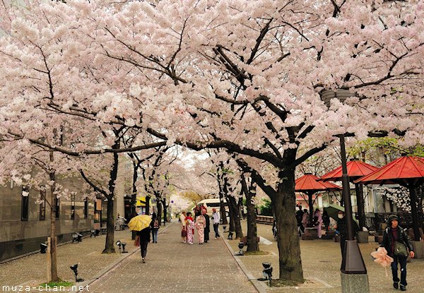 Sakura Zensen, gelombang mekarnya bunga Sakura di Jepang
