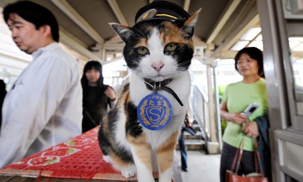 Sebanyak 3000 orang menghadiri pemakaman Tama, kucing penjaga stasiun di Jepang