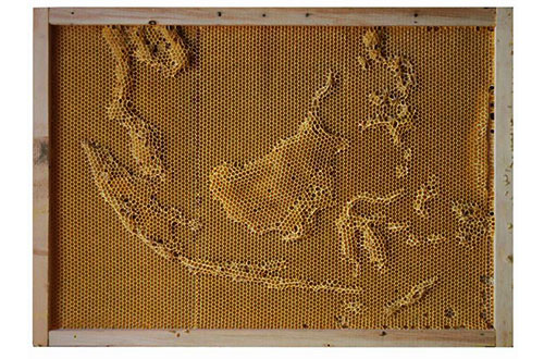 Seniman Asal Jepang Ciptakan Peta Dunia Dari Sarang Lebah