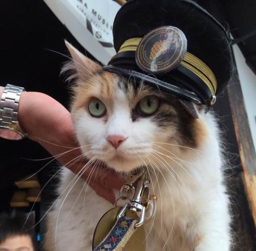 Tama, kucing penjaga stasiun kereta di Jepang kini telah tiada