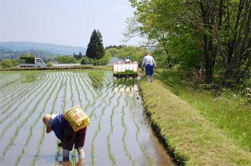Taue, musim menanam padi di Jepang (2)