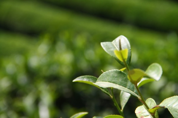 Tim peneliti Jepang Kopi & teh hijau menurunkan resiko kematian